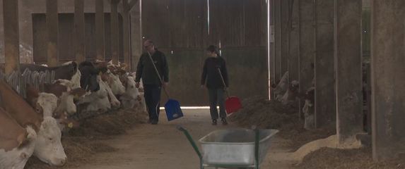 Mliječna farma (Foto: Dnevnik.hr)