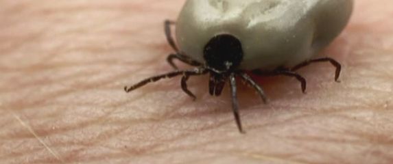 Krpelj (Foto: Dnevnik.hr) - 1