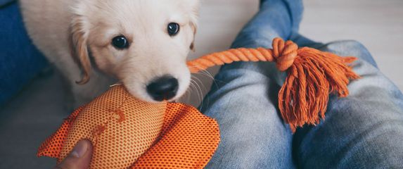 Pas se igra s igračkom od tkanine