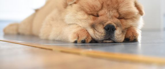 Chow chow spava