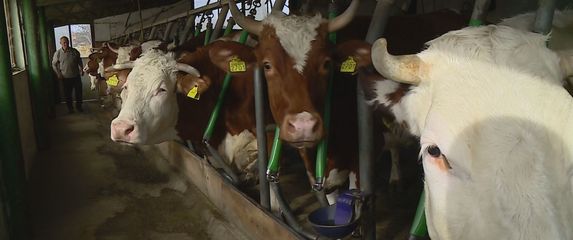 Poskupljuje mlijeko, ilustracija - 2