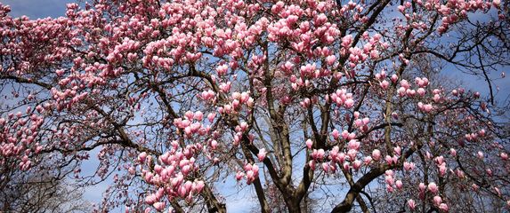 Rascvjetala magnolija u parku Ribnjak