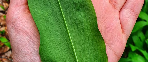 Branje medvjeđeg luka u Gorskom kotaru - 11