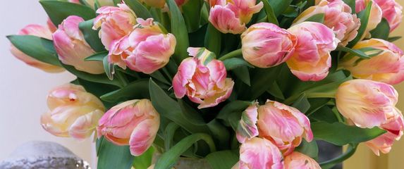 Papagajski su tulipani posebna sorta omiljenog cvijeća