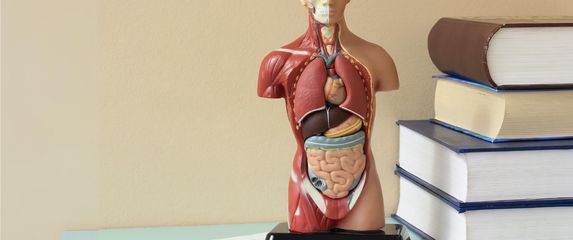 Anatomija ljudskog tijela