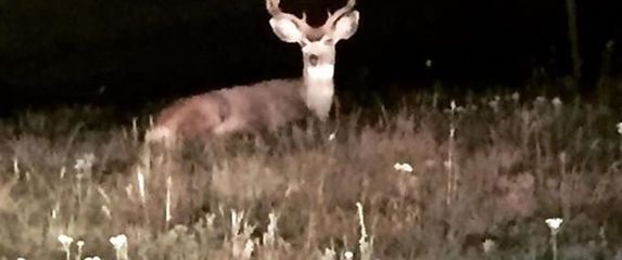 Čudnovate životinje - 28