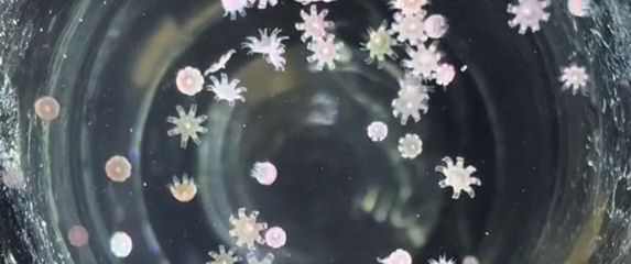 Bebe meduze