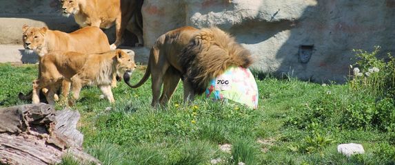 Zekanje u zagrebačkom Zoo vrtu na Uskrsni ponedjeljak - 4