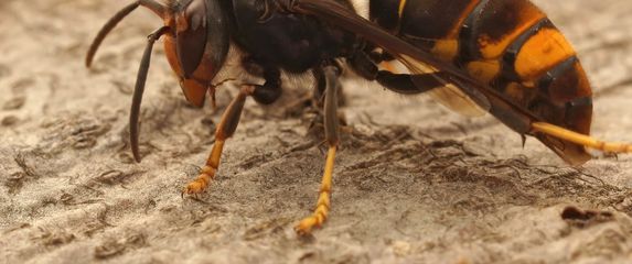 Azijski stršljen, ilustracija