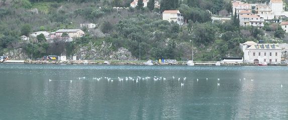 Fekalije u Dubrovniku