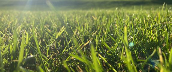 Sunčano jutro, ilustracija