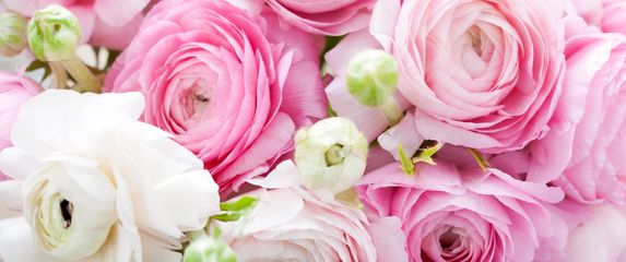 Ranunkula, cvijet koji izgleda kao sestra ruže i božura