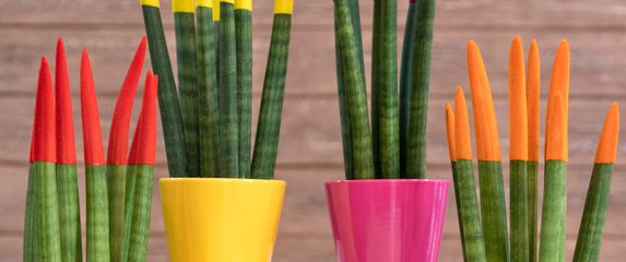 Sanseveria cylindrica ili cilindrična sablja je sukulentna biljka porijeklom iz Angole - 13