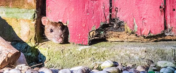 Štakor, ilustracija