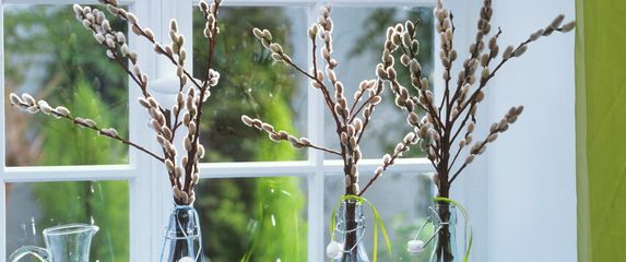 Cica mace u vazi su divan ukras doma