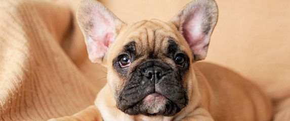Štene francuskog buldoga
