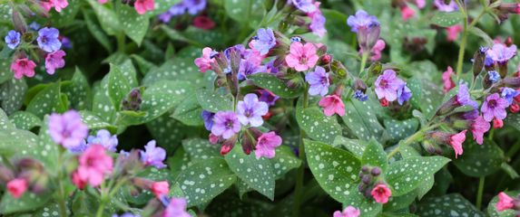 Plućnjak je cvijet koji stvara guste, dekorativne busene - 3