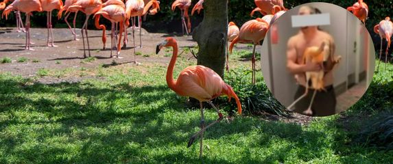 Stanište s plamencima i muškarac koji je jednog ukrao