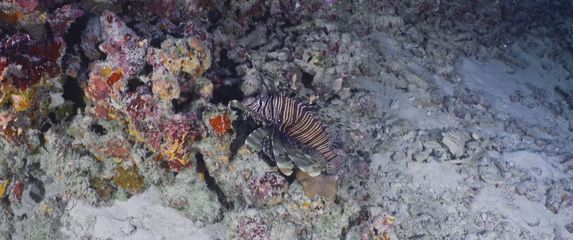 Opasna vrsta u Jadranu