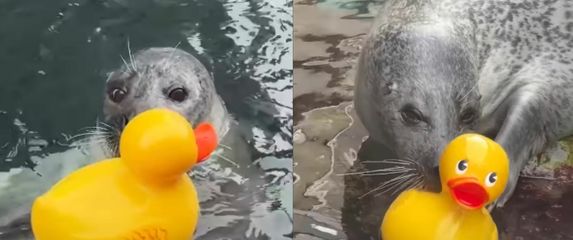 Tuljan Reggae u akvariju kako se igra s patkicom