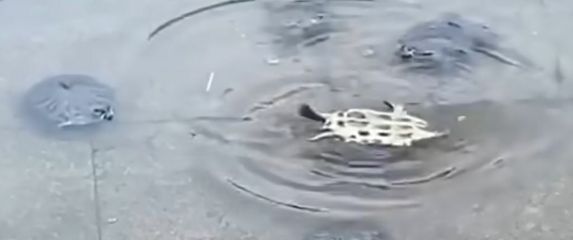 Kornjača na leđima