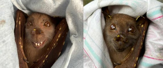 Šišmiš s neobičnim osmijehom