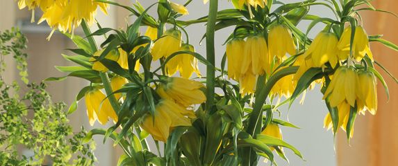 Carska krunica ime je dobila zbog 'krune' cvjetova koja ponosno stoji na vrhu visoke stabljike - 7