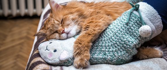 Mačka spava pod nogama