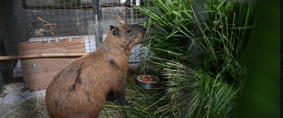 Kapibara - 1