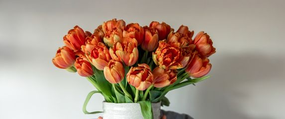 Tulipani