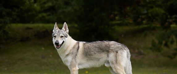 Čehoslovački vučjak, ilustracija