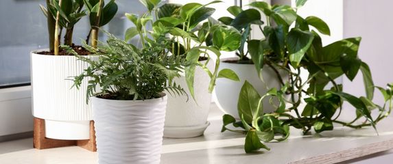 Pazite gdje držite biljke