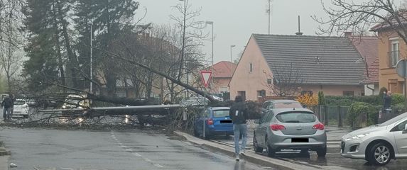 U Podsusedu se srušilo stablo