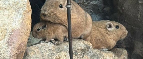 U Zagrebu prvi put na svijet došli dražesni gundiji