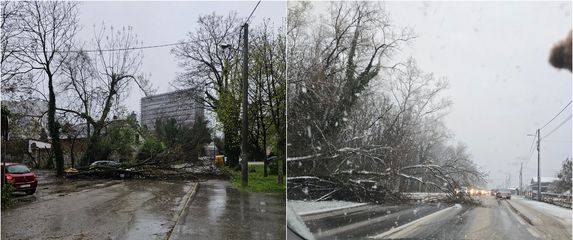 Drveće na prometnicama