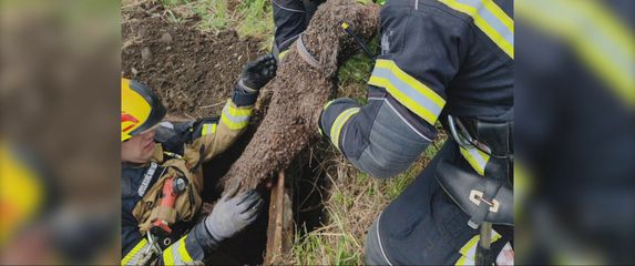 Vatrogasci spasili psa - 3