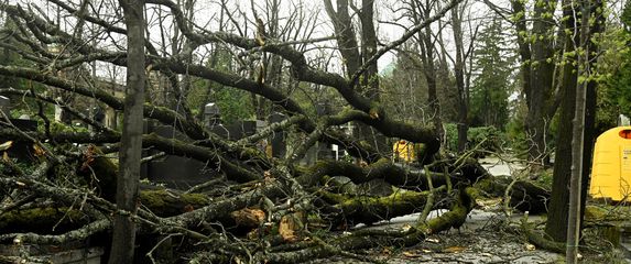 Vjetar srušio stabla na Mirogoju