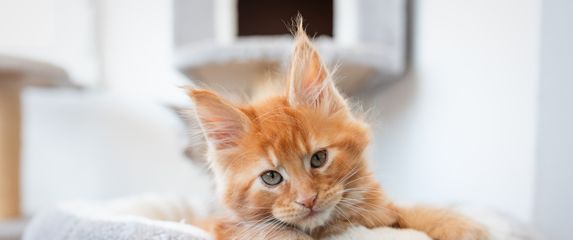 Mačić pasmine Maine coon