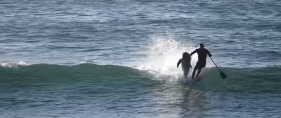 Razigrani dupin nokautirao surfera s daske (Screenshot YouTube)