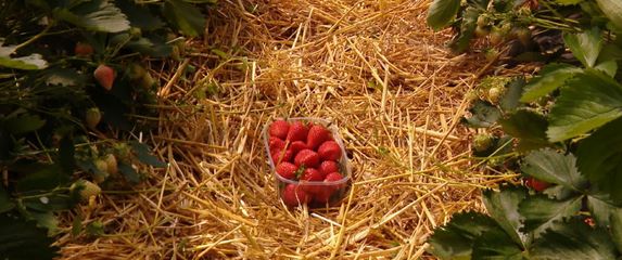 Jagode (Foto: Dnevnik.hr)