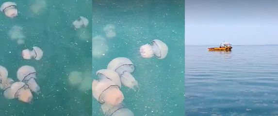 Meduze u Jadranu