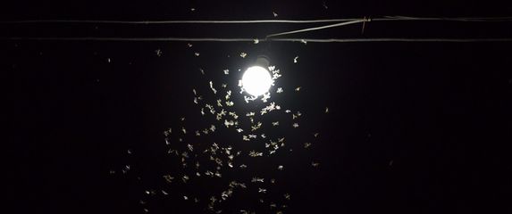 Kukci na svjetlu, ilustracija