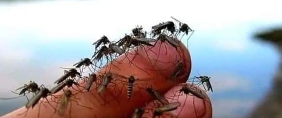 Invazija komaraca u Slavoniji - 1