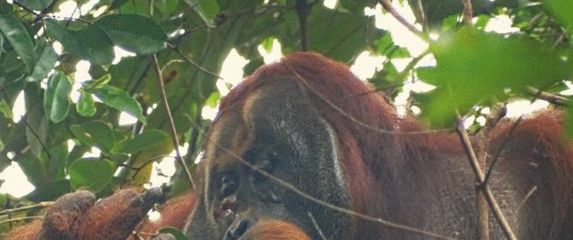 Orangutan Rakus koristi ljekovitu biljku za iscjeljivanje rane na licu