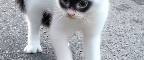 Mačka