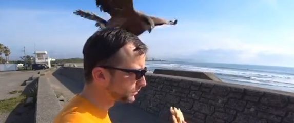 Ptica krade sendvič
