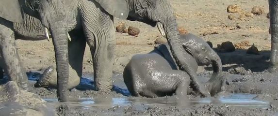 Nespretni slonić