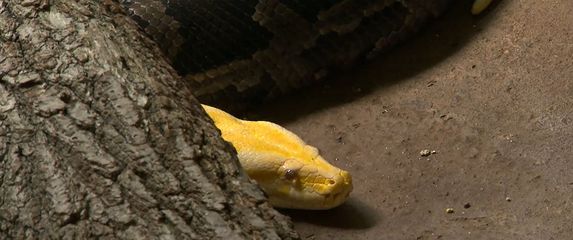 Provjereno: suočavanje s fobijama - 5