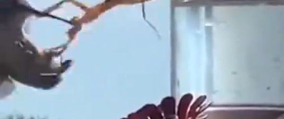 Bogomoljka i kolibrić