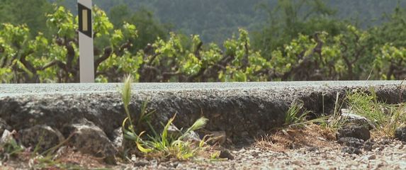 Vinograd - 1